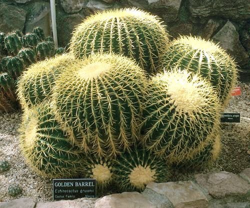 echinocactus_grusonii_1